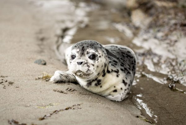 Un cucciolo di foca su una spiaggia, vicino alle onde del mare