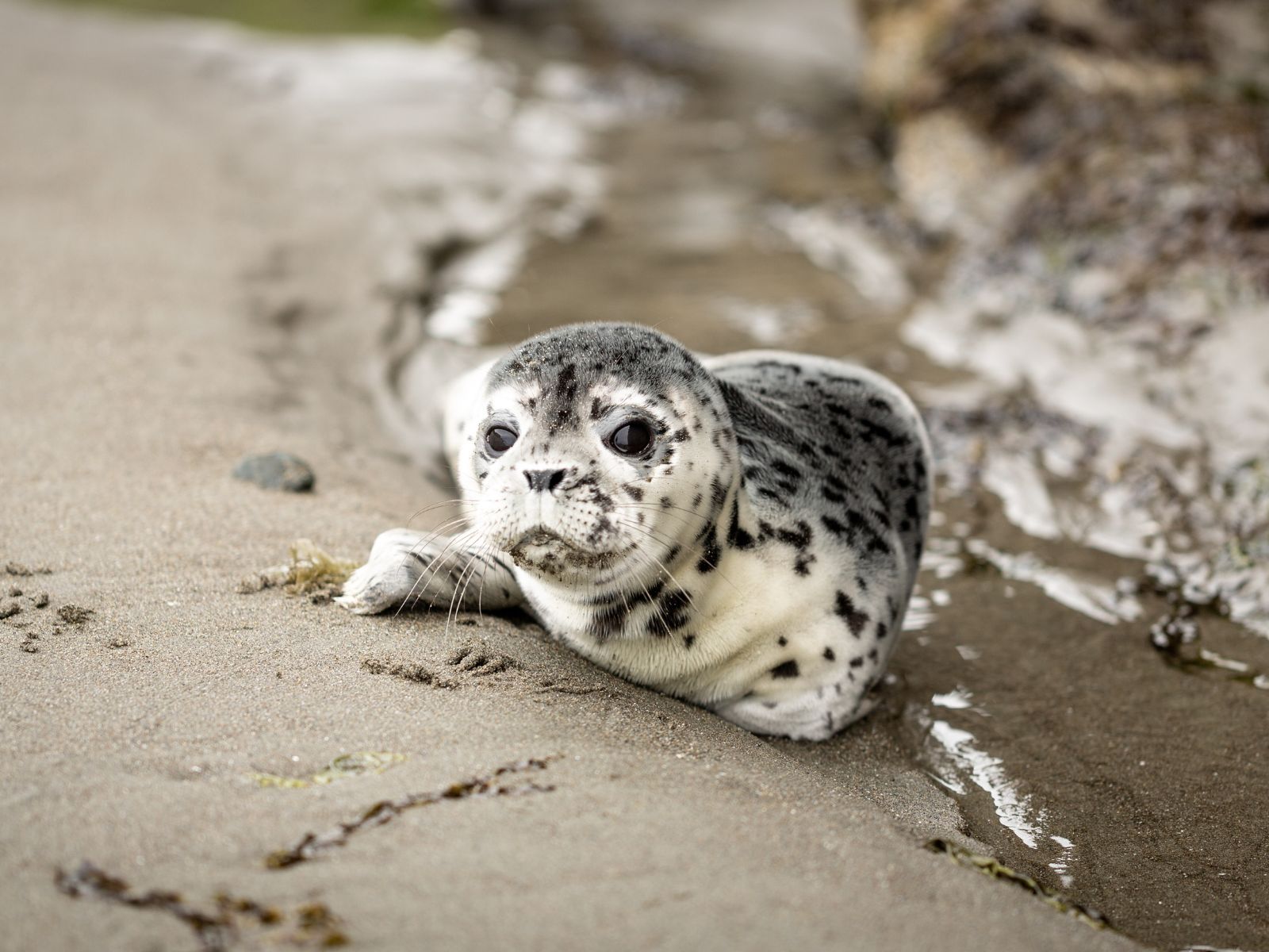 Specie marine in via d’estinzione a causa dell’inquinamento da plastica